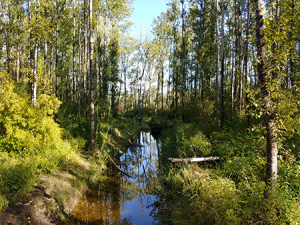 Squalicum Creek Tour @ Sunset Pond Park parking lot