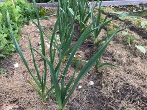 Urban Farms And Community Gardening Growing Our Community