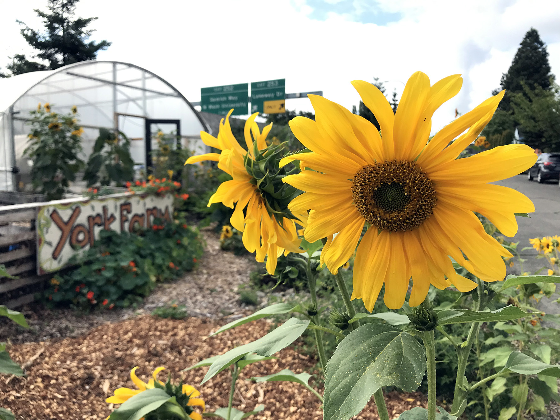 Urban Farms And Community Gardening Growing Our Community