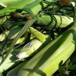 Whatcom County Corn Mazes Pile