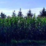 Whatcom County Corn Mazes Tall