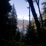 chanterelle trail 4