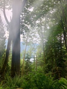 Scotch Broom Removal with NSEA and Whatcom Land Trust