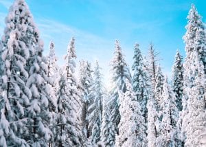 Winter Ecology: The Subnivean Zone @ North Cascades Environmental Learning Center