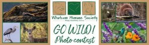 GO WILD Photo Contest @ Whatcom Humane Society