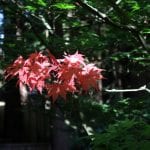 gardens-big-rock-leaves