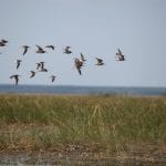 Grays Harbor National Wildlife Refuge