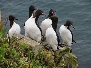 Protect Our Oceans for Our Birds! @ Virtual