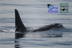 Whales and Climate Change - Online Youth Event @ online