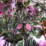 Gaudy-By-Nature-Pink-and-purple-leaf-earrings-hanging-in-tree-4mp