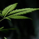 esteban-lopez-cannabis