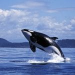 We-Are-Puget-Sound-campaign-orca-local-wildlife