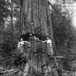 6Whatcom Museum Photographers Kinsey Loggers