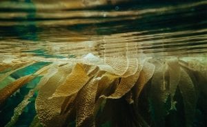 Homewaters: A Human and Natural History of the Puget Sound (Virtual Program)