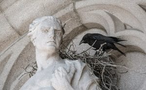 Corvids Mythology: From Ancient Greece to Today's Salish Sea (Virtual Event)