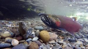Car Tires Killing Coho @ Online via Zoom