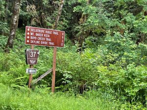 Scotch Broom Removal with NSEA and Whatcom Land Trust