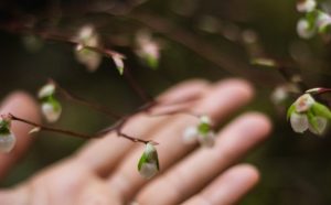 Forest Bathing with North Cascades Institute @ 100 Acre Woods (Fairhaven)