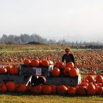 bellewood-farms