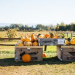 Bellewood Farms