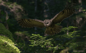 A Year in the Life of North American Owls @ Online