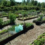 Cordata-garden-plots