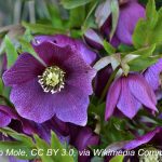 Hellebore with attribution