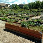 Raised-beds-Cordata-Neighborhood-Association