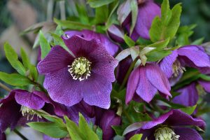 Free online facilitated gardening green course @ Online via Zoom
