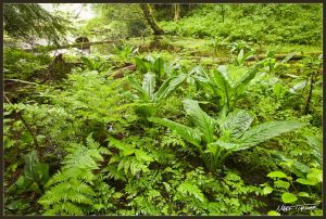 Introductory Native Plant Walk: Big Trees and Wetlands at Stimpson @ Stimpson Family Nature Reserve