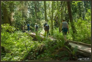 Introductory Native Plant Walk: Point Whitehorn Marine Reserve @ Point Whitehorn Marine Reserve