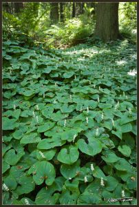 Introductory Native Plant Walk: Birch Bay State Park @ Heron Center, Birch Bay State Park