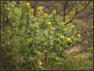 Introductory Native Plant Walk: Lower Padden Creek @ Fairhaven Village Green