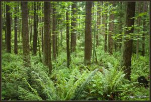 Introductory Native Plant Walk: Sehome Hill Arboretum @ Sehome Hill Arboretum