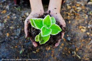 Learn about your garden soils and much more in this WSU Extension Gardening Course @ Lynden Library