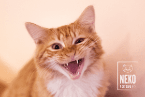 St Catty's Day at NEKO Cat Cafe @ NEKO Cat Cafe