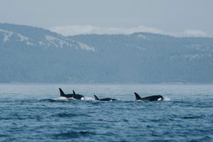 Coho, Orcas and Fighting Pollution @ RE Sources