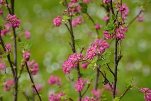 Gardening Green Course in Bellingham @ WSU Whatcom County Extension