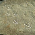 Bird-track-slab-chalked-pic1-George-Mustoe-1-1