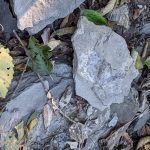 Racehorse-Falls-fossils