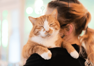 Trivia Night at NEKO Cat Cafe @ NEKO Cat Cafe: Bellingham