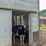 Cow Steve in Barn