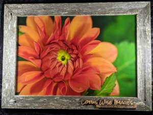 Lotus Wise Images: "Colors of Summer" Art Walk @ Evolve Chocolate & Cafe