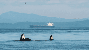 Salish Sea Vessel Traffic & Unpermitted Expansions at the Petrogas LPG Export Facility