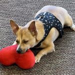 Summit-Place-Assisted-Living-animal-therapy