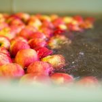 Bellewood-Farms-Apple-Cider-Production-In-Water