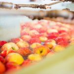 Bellewood-Farms-Apple-Cider-Production-Spraying