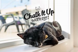 Chalk It Up to Kitty Love at NEKO Cat Cafe @ NEKO Cat Cafe: Bellingham