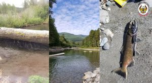 Salmonid research, monitoring, and restoration efforts in the South Fork Nooksack River @ Online via Zoom