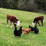 Beef-Cattle-John-L-Scott-Bellingham-real-estate